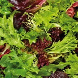 Mesclun (les 100g)