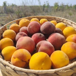 Pêches (100g)