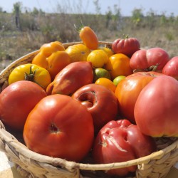 tomates anciennes (100 gr)