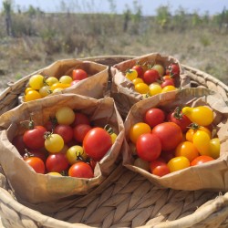 tomates cerises (Le sachet)