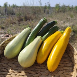 Courgettes (100gr)