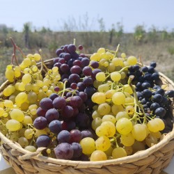 Raisin (100 gr)