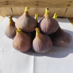 Figues (100g)