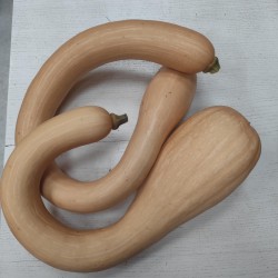 Courge Albenga (la pièce)