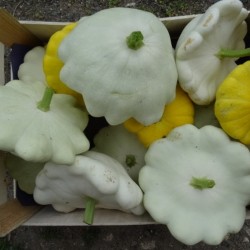 Patisson (100 g)
