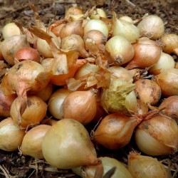 Oignon jaune (100 g)