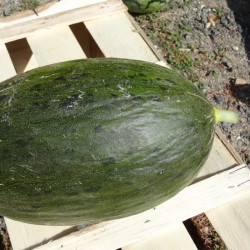 Melon d'Espagne (la pièce)